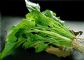 都被大力水手骗啦！“菠菜补铁”是误传