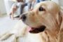 世界卫生组织：宠物犬与新冠病毒传播无密切关联