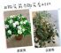 江湖救急：新买的花几天就黄叶蔫吧？这么做花朵开满盆