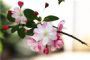 盘点4种代表“希望”的花，你养了吗