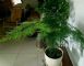 花友疑惑：为啥文竹部分叶片发黄？自查此4种原因，对症下药